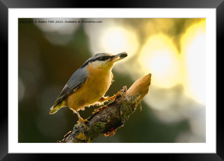 A nuthatch perched on a tree branch Framed Mounted Print by Balázs Tóth