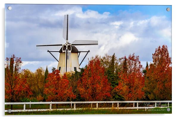 Beautiful White Windmill surrounded with Autumn tr Acrylic by Maggie Bajada