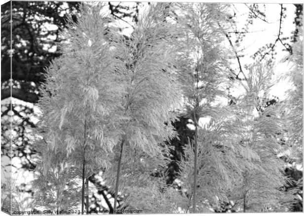 White pampas plumes and black tree  Canvas Print by Sally Wallis