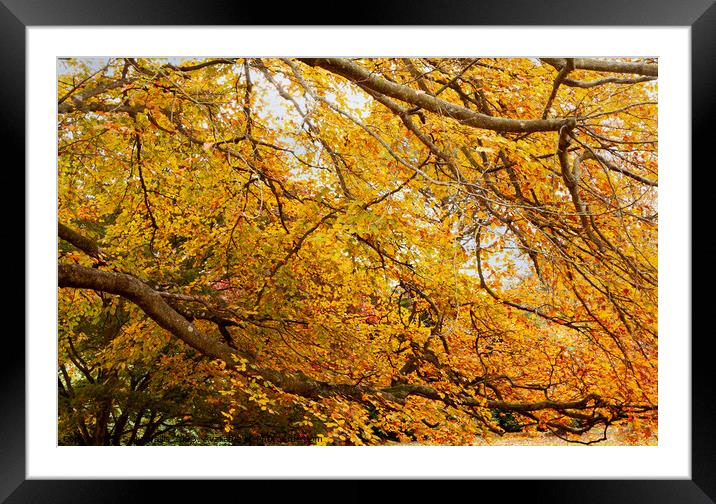 Under Autumn colored Beech Tree Framed Mounted Print by Sally Wallis