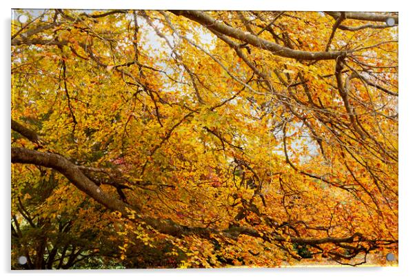 Under Autumn colored Beech Tree Acrylic by Sally Wallis