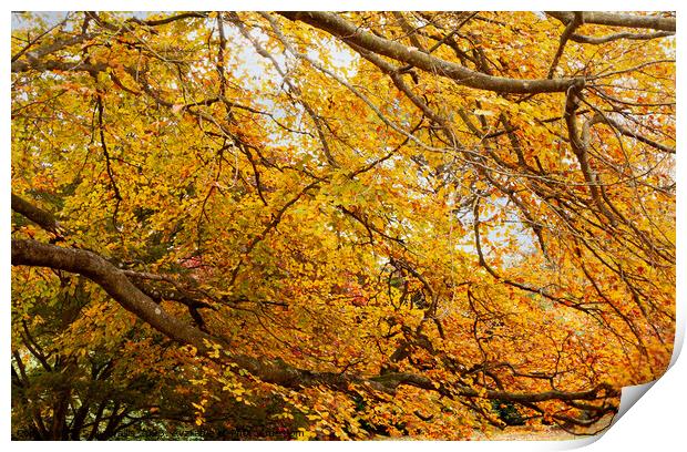Under Autumn colored Beech Tree Print by Sally Wallis