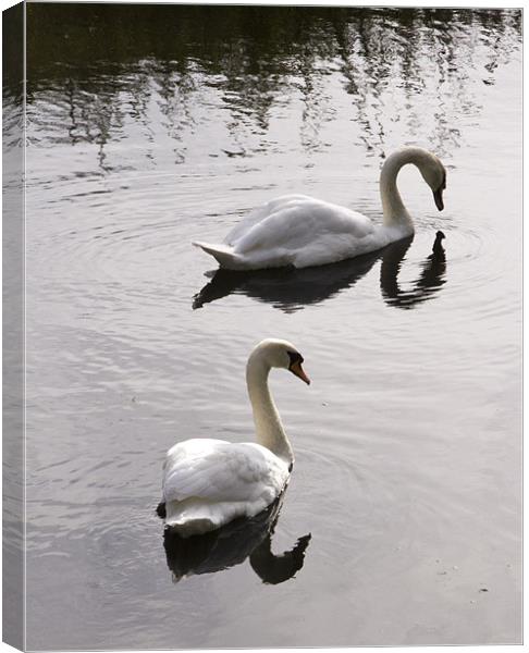 Swanning around Canvas Print by David French