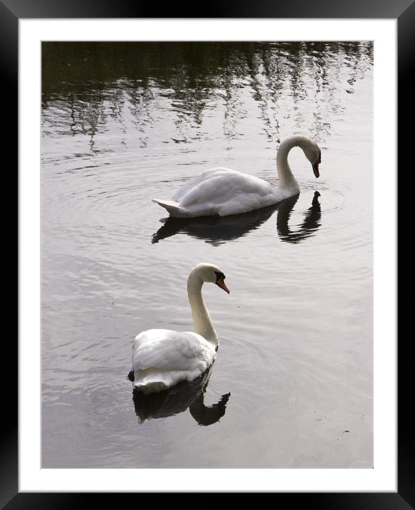 Swanning around Framed Mounted Print by David French