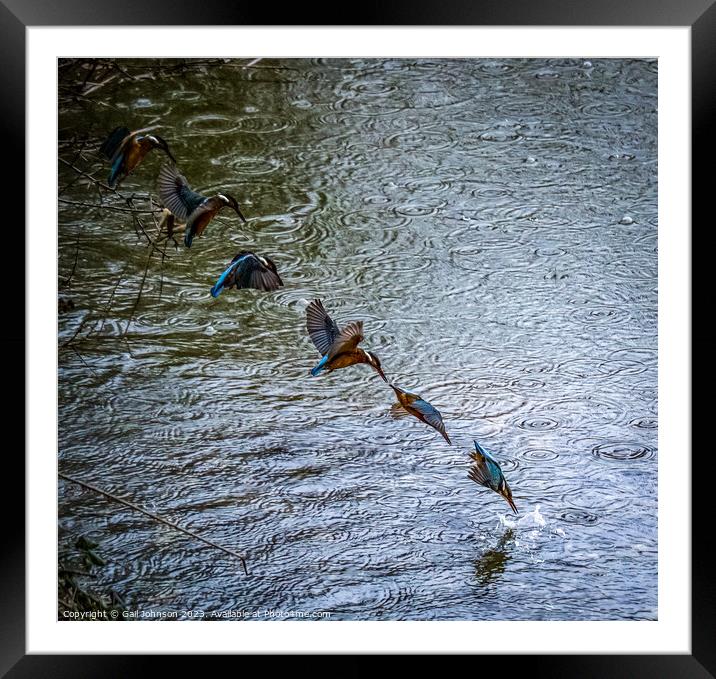 Kingfisher fishing at the Spinnies Nature reserve North Wales Framed Mounted Print by Gail Johnson