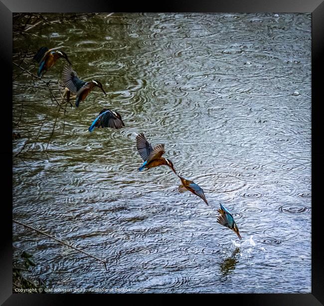 Kingfisher fishing at the Spinnies Nature reserve North Wales Framed Print by Gail Johnson