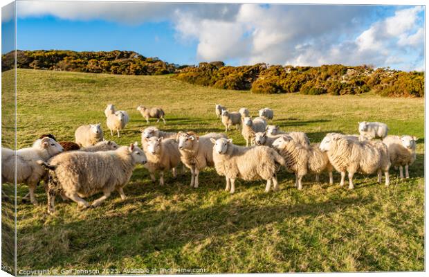 A herd of sheep standing on top of a grass covered field Canvas Print by Gail Johnson