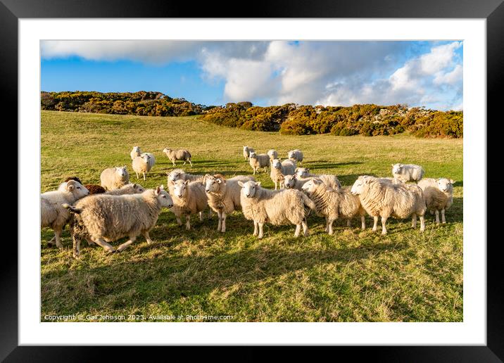 A herd of sheep standing on top of a grass covered field Framed Mounted Print by Gail Johnson