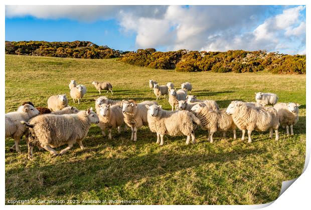 A herd of sheep standing on top of a grass covered field Print by Gail Johnson