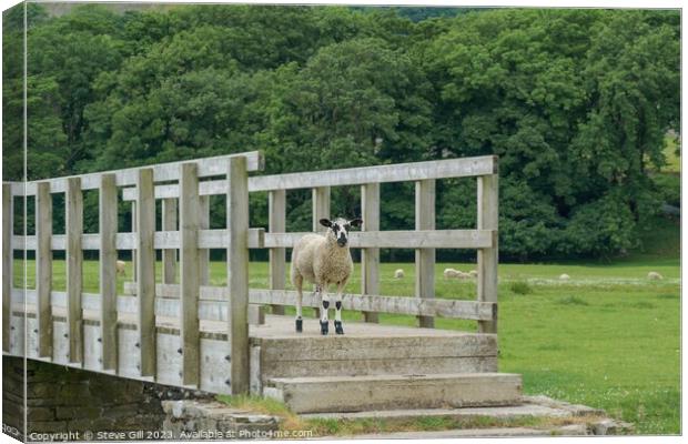 A Sheep Stood Alone on a Wooden Footbridge. Canvas Print by Steve Gill
