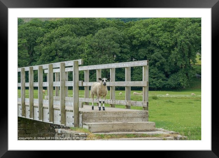 A Sheep Stood Alone on a Wooden Footbridge. Framed Mounted Print by Steve Gill