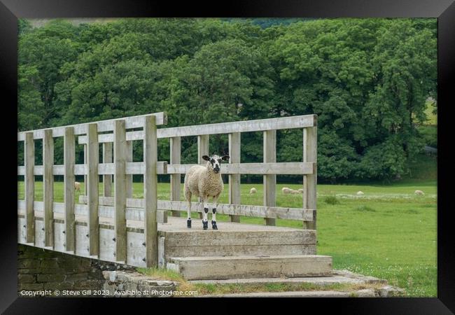 A Sheep Stood Alone on a Wooden Footbridge. Framed Print by Steve Gill