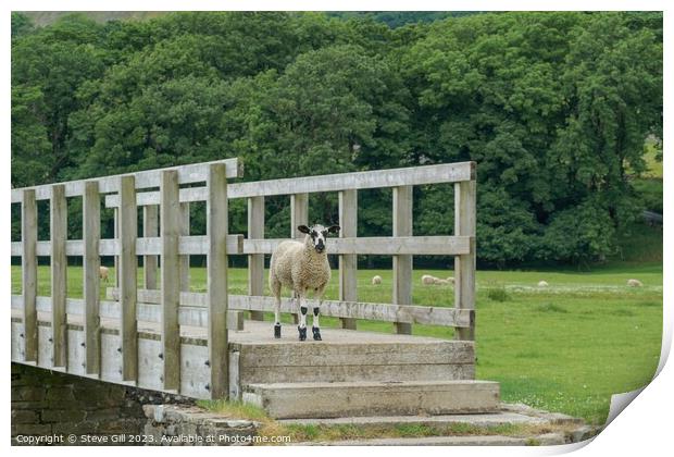 A Sheep Stood Alone on a Wooden Footbridge. Print by Steve Gill