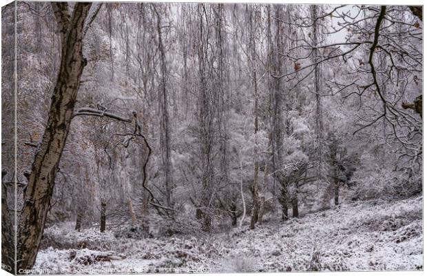 A snowy start to a walk in the Uk Canvas Print by Gail Johnson