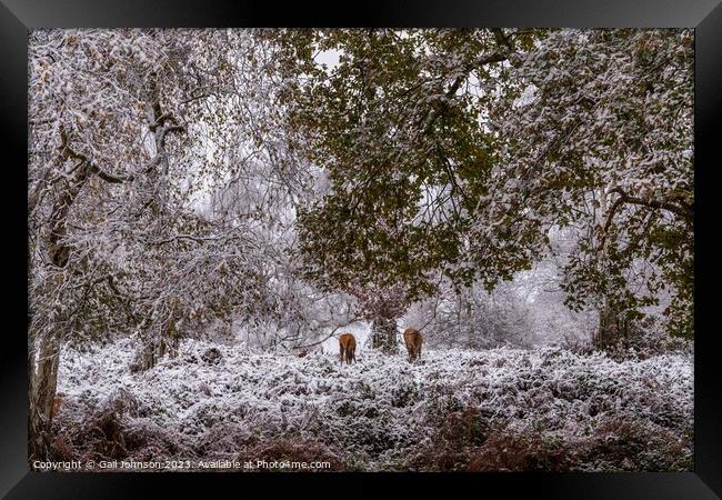 A snowy start to a walk in the Uk with deer  Framed Print by Gail Johnson