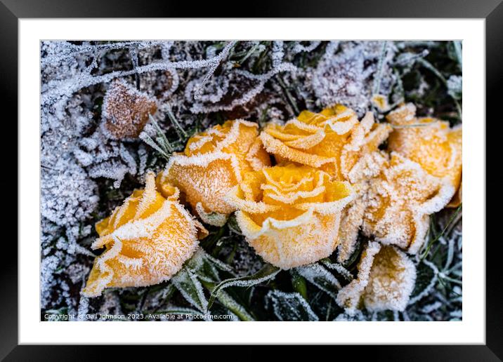 frosty roses Framed Mounted Print by Gail Johnson
