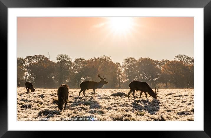 A herd of cattle standing on top of a sandy field Framed Mounted Print by Gail Johnson