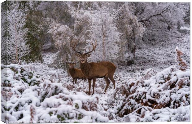 A snowy start to a walk in richmond Park, London Canvas Print by Gail Johnson