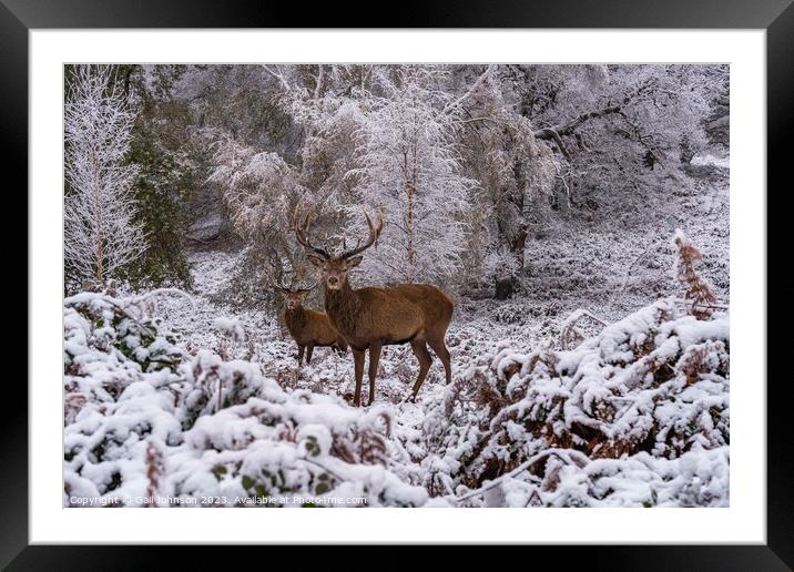 A snowy start to a walk in richmond Park, London Framed Mounted Print by Gail Johnson