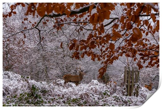 Deer in the snow  Print by Gail Johnson