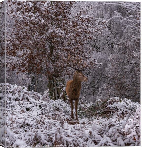 Deer in the snow  Canvas Print by Gail Johnson