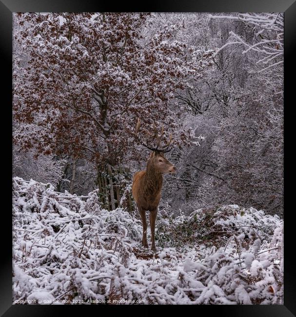 Deer in the snow  Framed Print by Gail Johnson