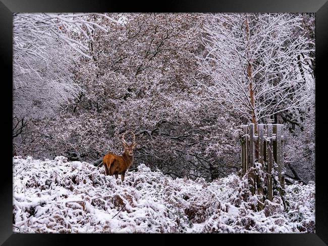 Deer in the snow  Framed Print by Gail Johnson