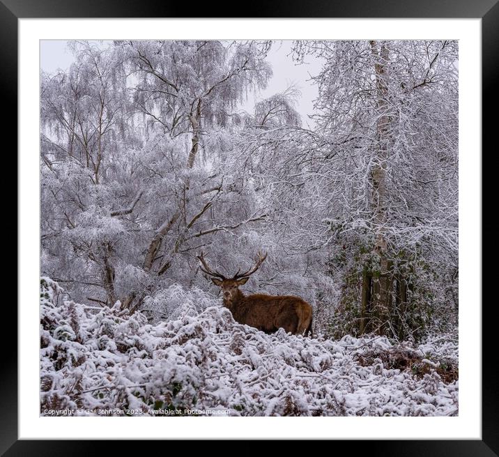 Deer in the snow  Framed Mounted Print by Gail Johnson