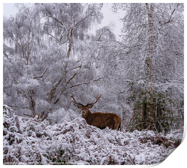 Deer in the snow  Print by Gail Johnson