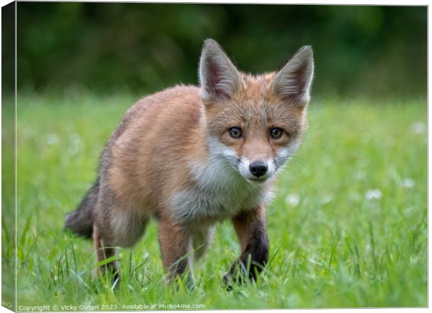 A fox cub walking in the grass looking at the camera Canvas Print by Vicky Outen