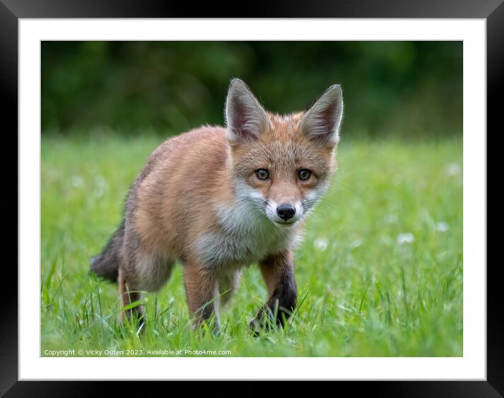 A fox cub walking in the grass looking at the camera Framed Mounted Print by Vicky Outen
