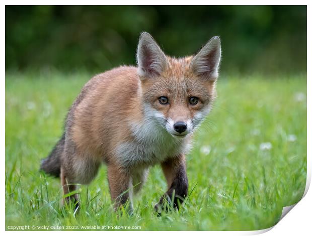 A fox cub walking in the grass looking at the camera Print by Vicky Outen