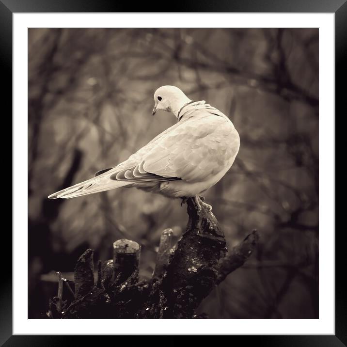 Collared Dove On Branch Framed Mounted Print by Anne Macdonald