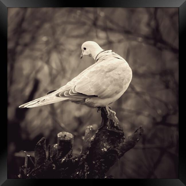 Collared Dove On Branch Framed Print by Anne Macdonald