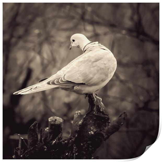 Collared Dove On Branch Print by Anne Macdonald