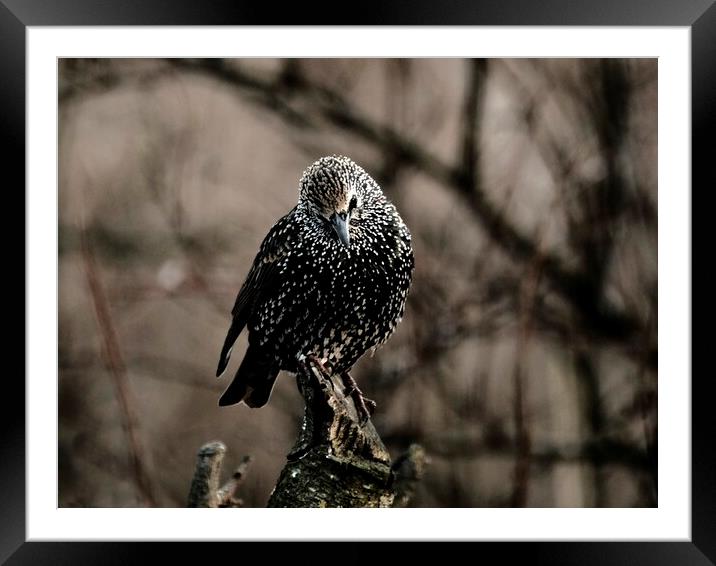 Starling Looking Down At Food Framed Mounted Print by Anne Macdonald