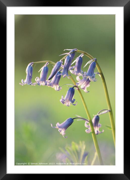  Bluebell flowers Framed Mounted Print by Simon Johnson