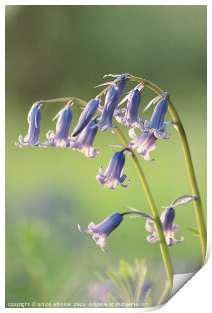  Bluebell flowers Print by Simon Johnson