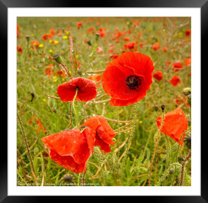poppies  Framed Mounted Print by Simon Johnson