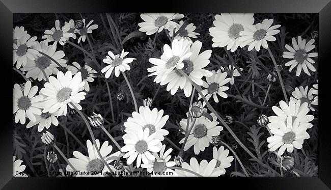 Daisy Framed Print by Sharon Lisa Clarke