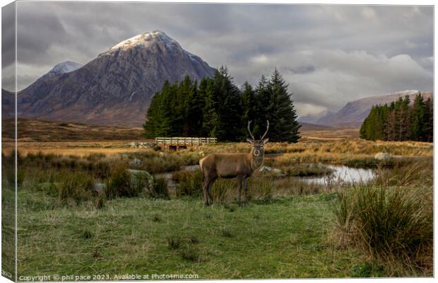 Deer at Glencoe Canvas Print by phil pace