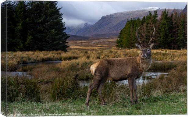 Deer at Glencoe Canvas Print by phil pace