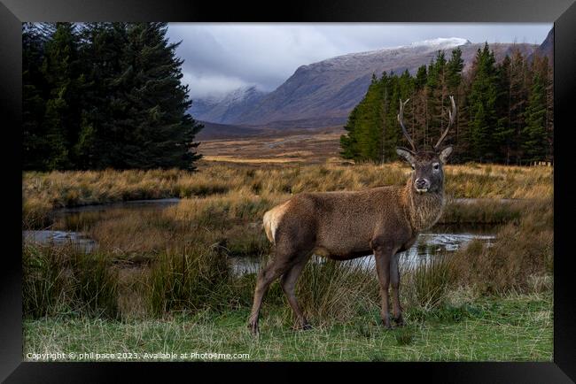 Deer at Glencoe Framed Print by phil pace