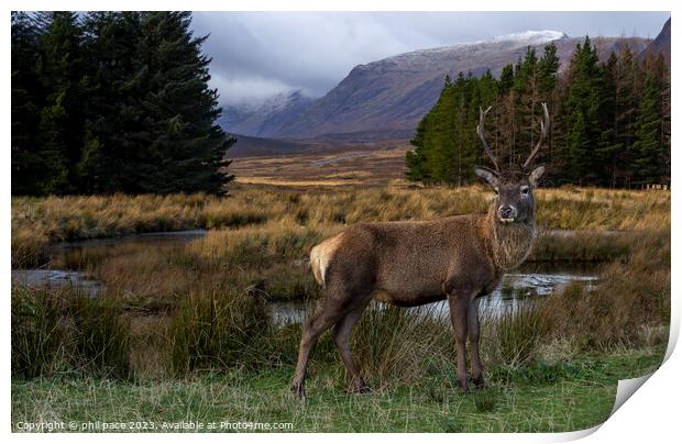 Deer at Glencoe Print by phil pace