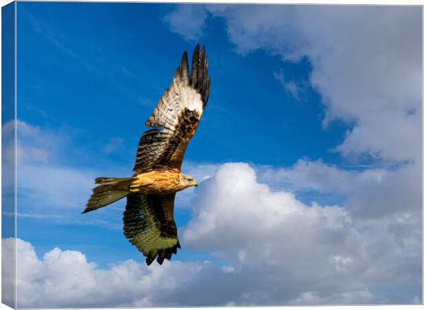 Majestic Red Kite Soaring through the Skies Canvas Print by Colin Allen