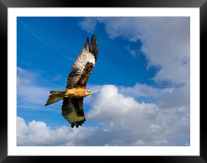 Majestic Red Kite Soaring through the Skies Framed Mounted Print by Colin Allen