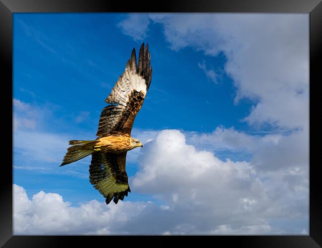 Majestic Red Kite Soaring through the Skies Framed Print by Colin Allen