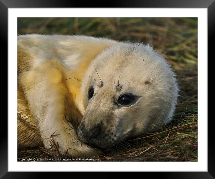 Grey Seal Pup Framed Mounted Print by Jules Taylor