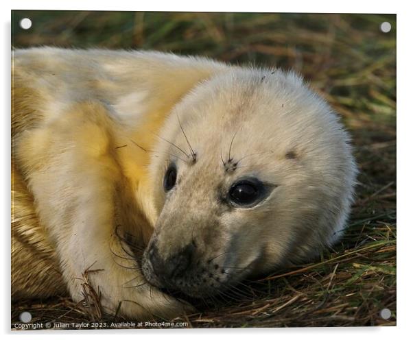 Grey Seal Pup Acrylic by Jules Taylor