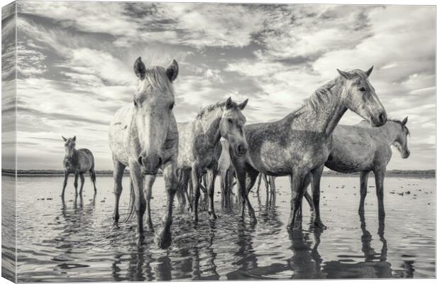 Curious Camargue Youngsters Canvas Print by Helkoryo Photography